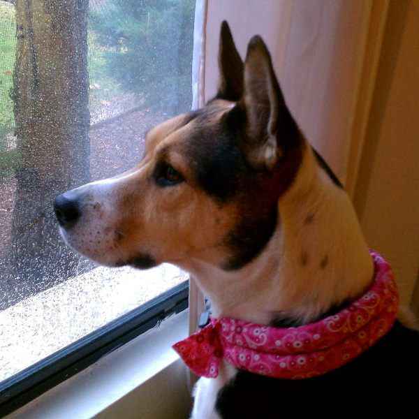 Calm watching a storm. Herbal Calming Collars to reduce stress and anxiety in pets.