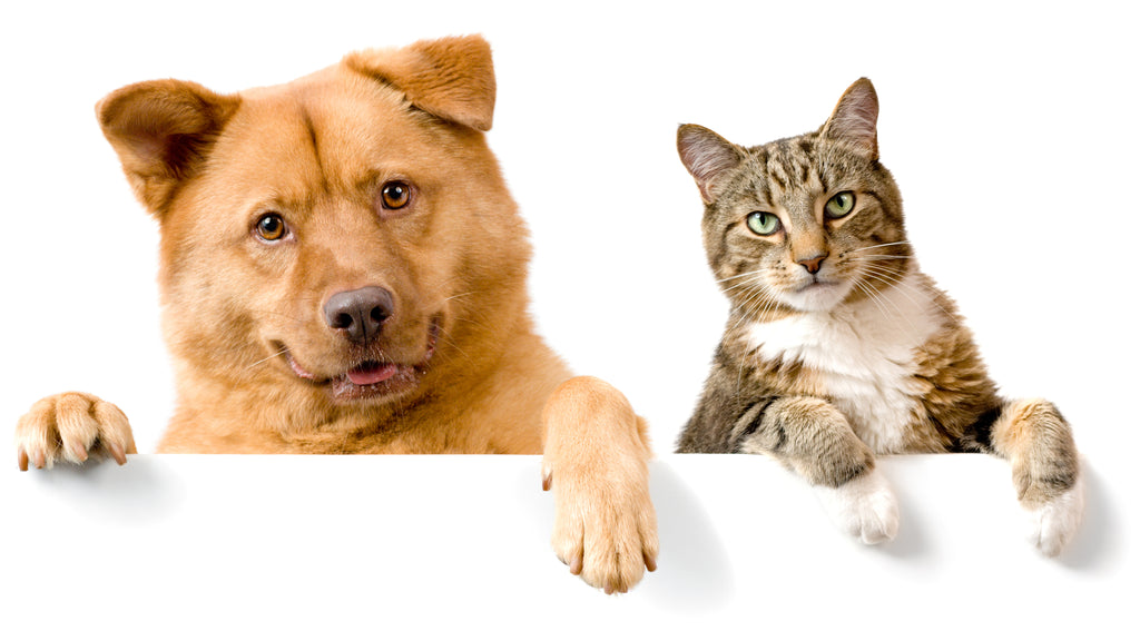 Dogs and cats benefit from Calming Collars