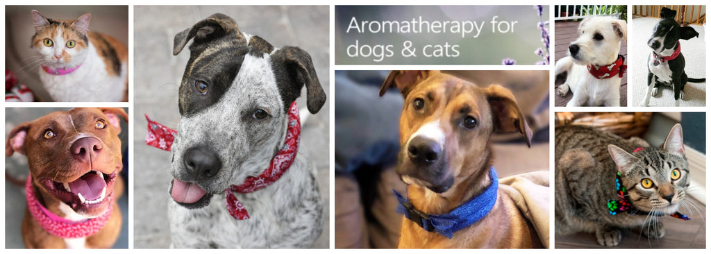 Herbal Calming Collars to help dogs and cats relax through aromatherapy
