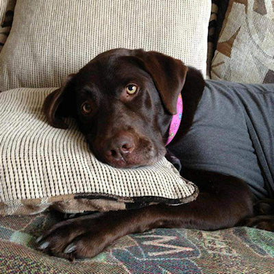 Sassy relaxing in her Calming Collar. Herbal Calming Collars to reduce stress and anxiety in pets.
