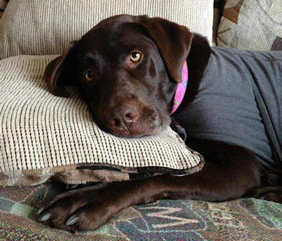 Calm Me Down Calming Collar-Herbal Calming Collars